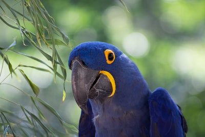 Blue and yellow macaw perched on the green plants
